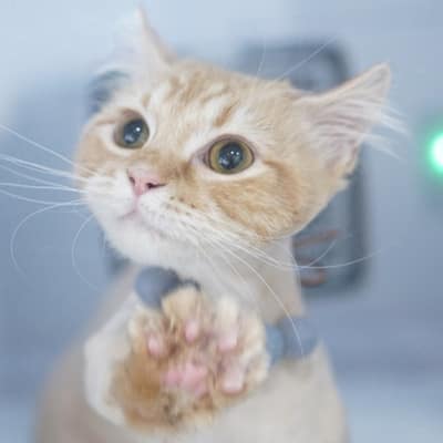 [경기 부천] 코냥코냥