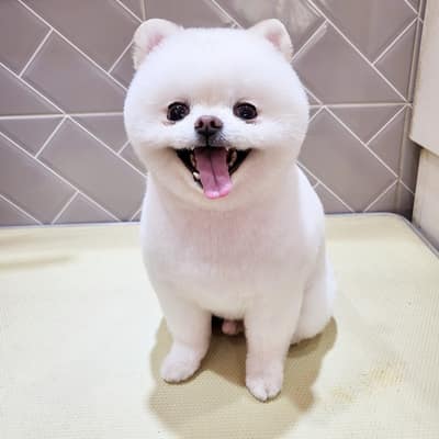 [부산 부산진] 몽몽샵