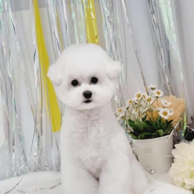 [경기 용인] 꼬씨와펫살롱