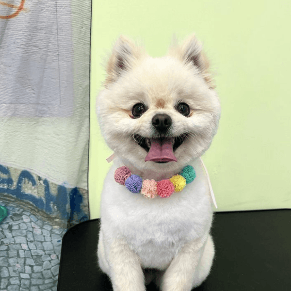 [광주] 펜디멍